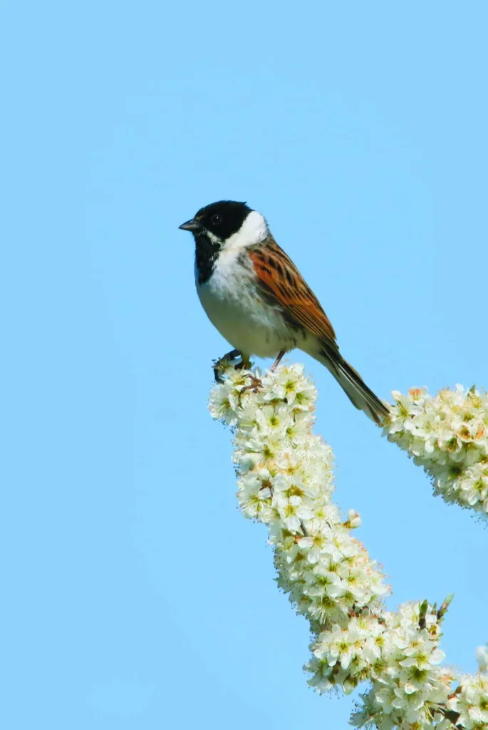 Reed Bunting