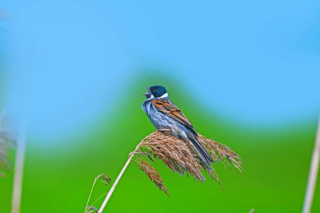 Reed Bunting singing