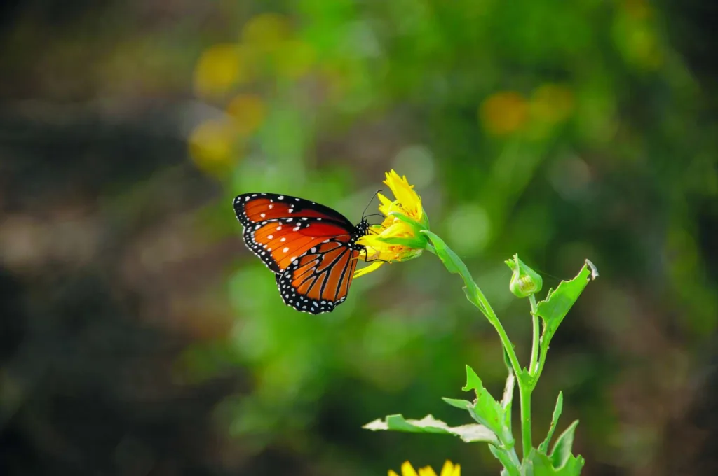 butterfly