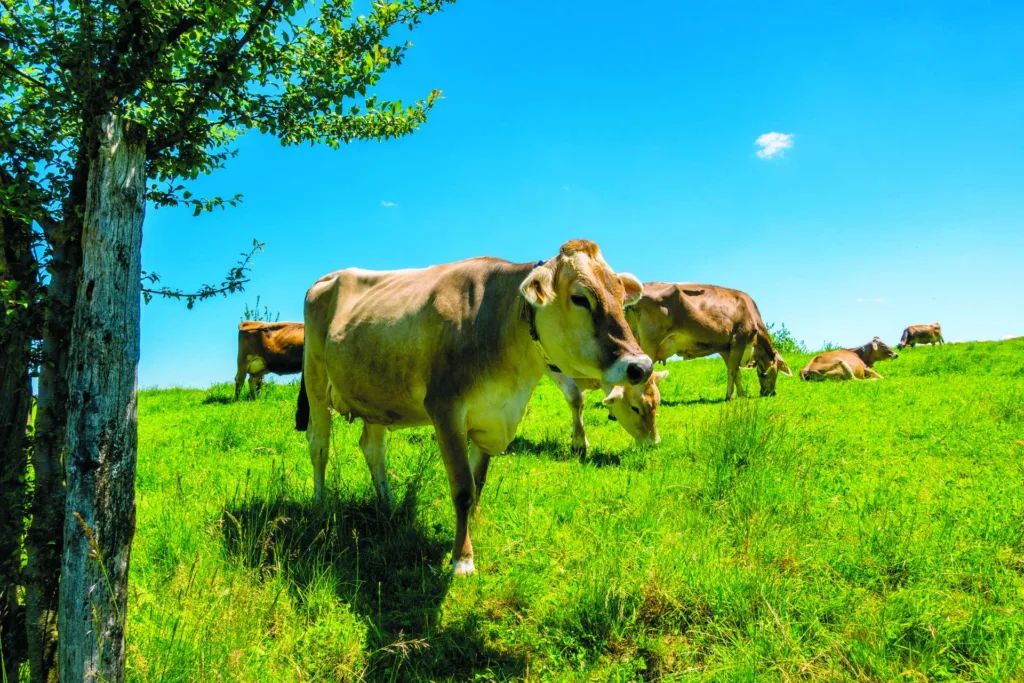 cows