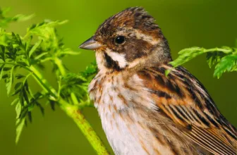 Crane Spotter – Bunting hunting