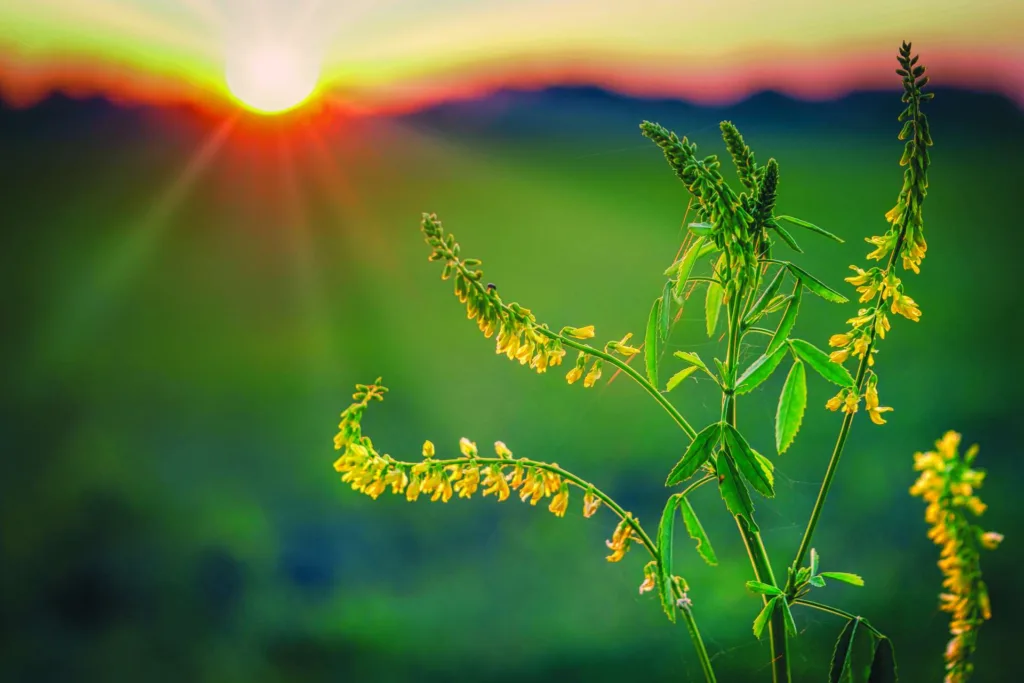 flower sunset