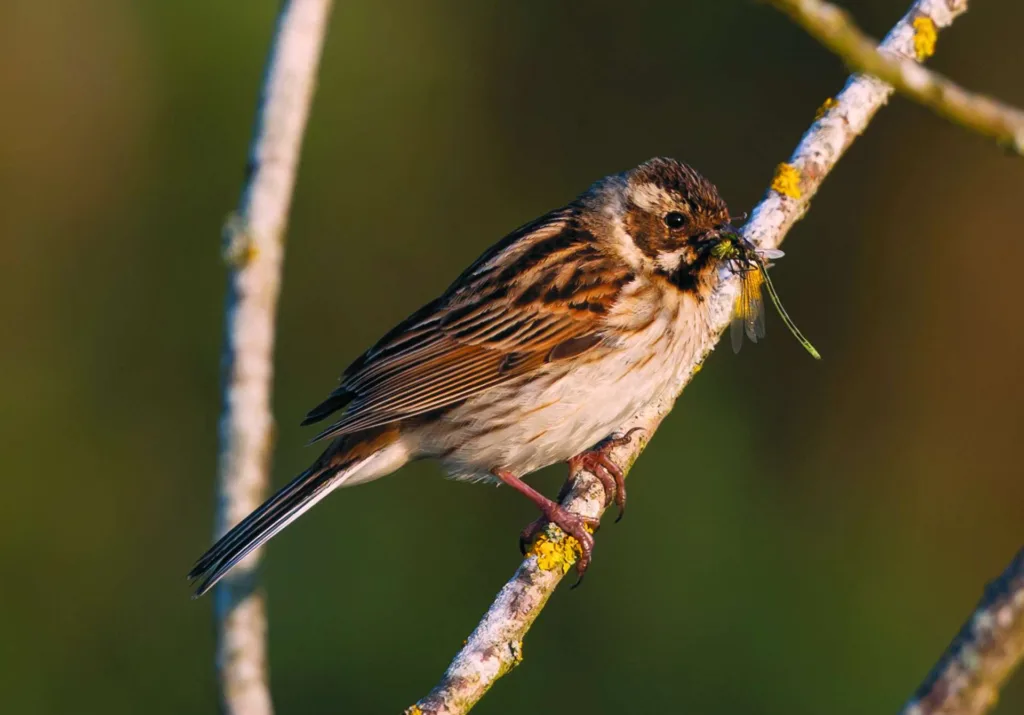 reed bunting feeding