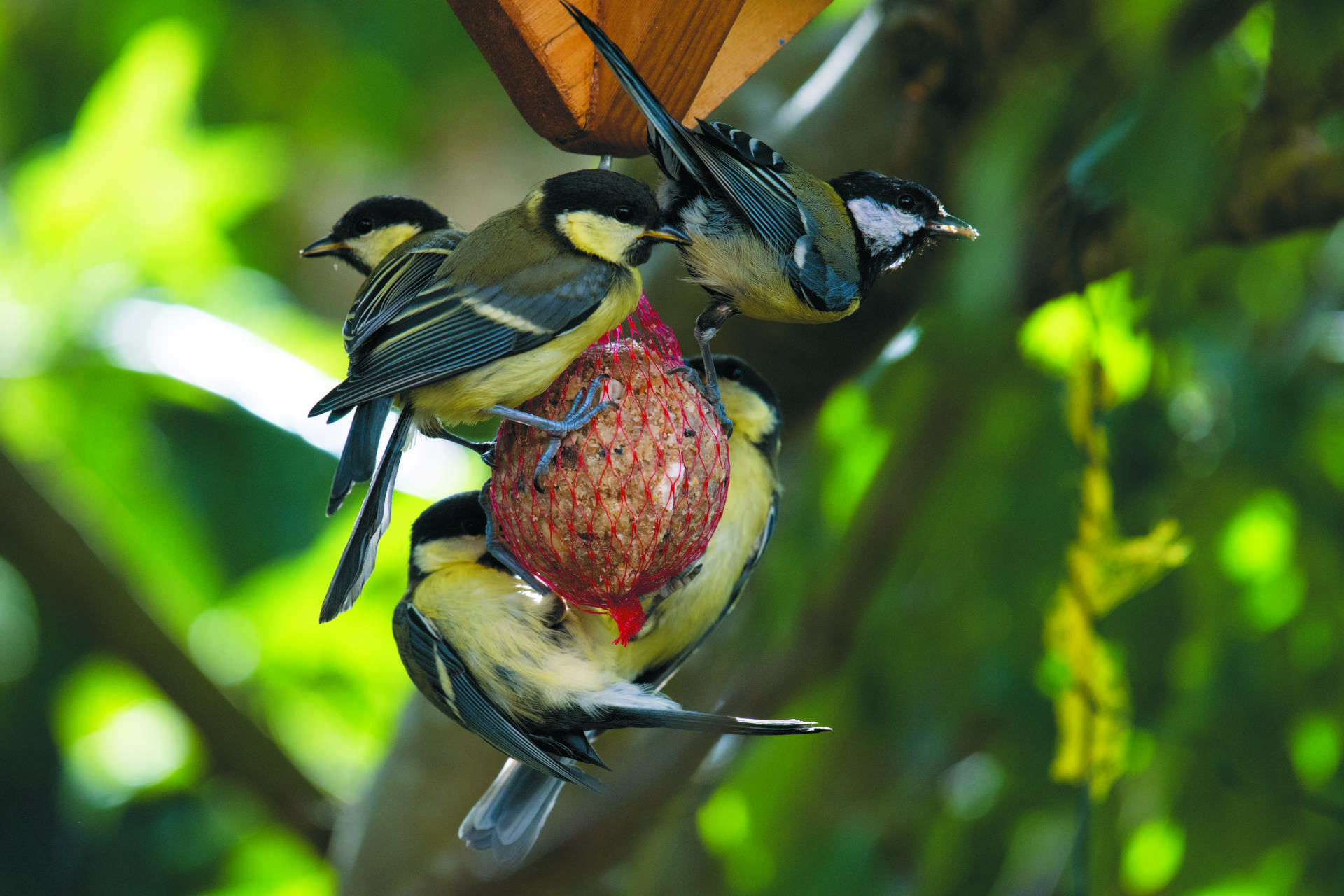 A Great Tit feeding at a fat-ball feeder