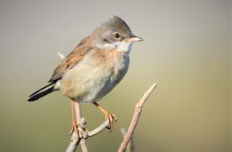 Crane Spotter: Hello mate – is it me you’re looking for?