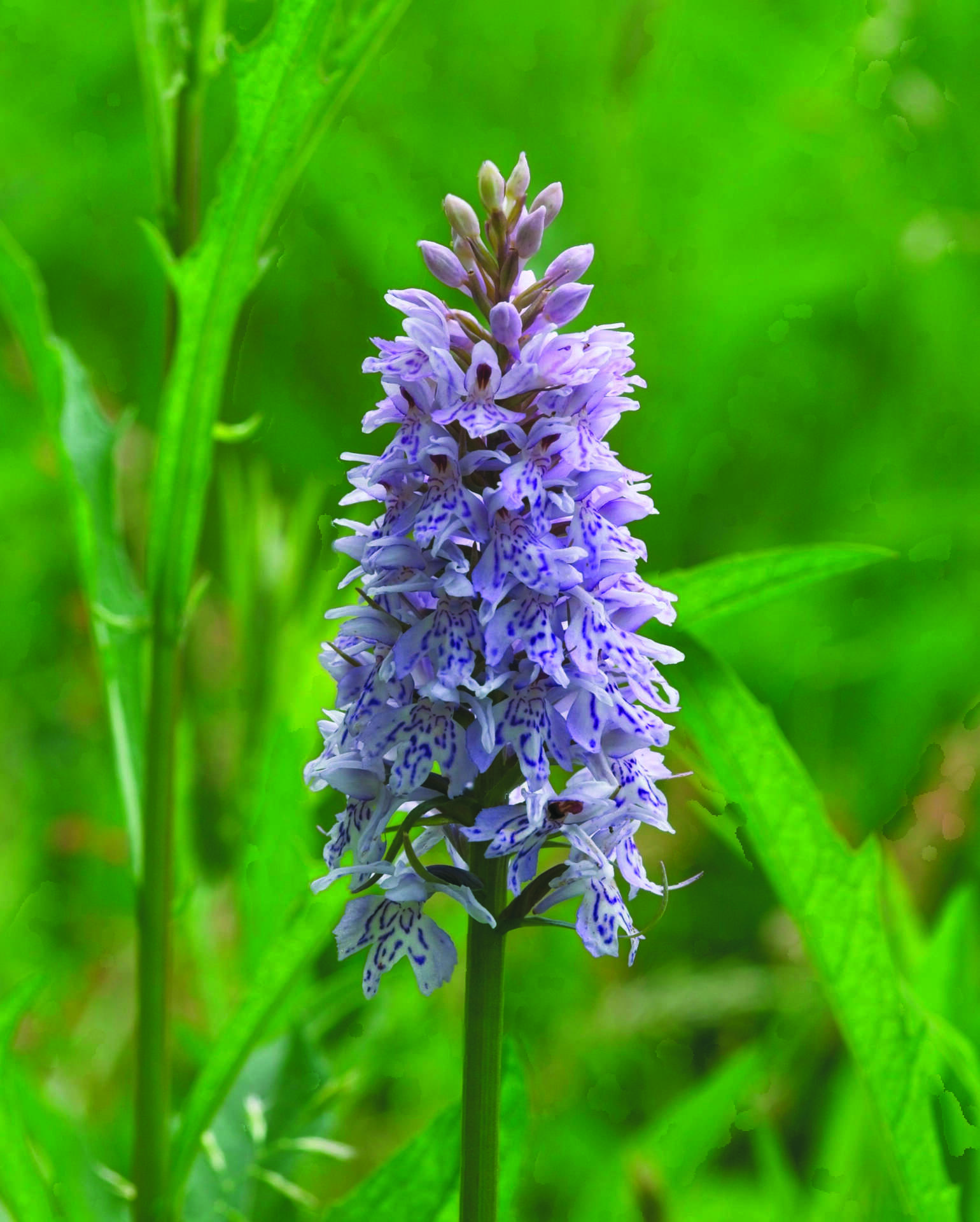 A common spotted orchid in flower on the Beryl Harvey nature site.