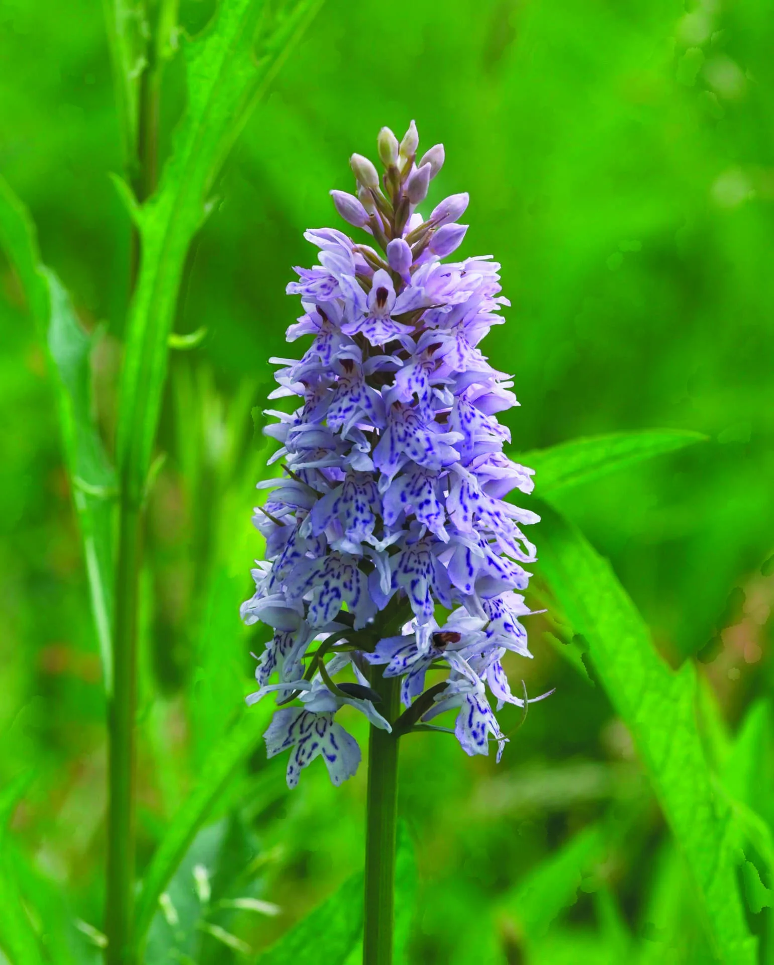 A common spotted orchid in flower on the Beryl Harvey nature site.