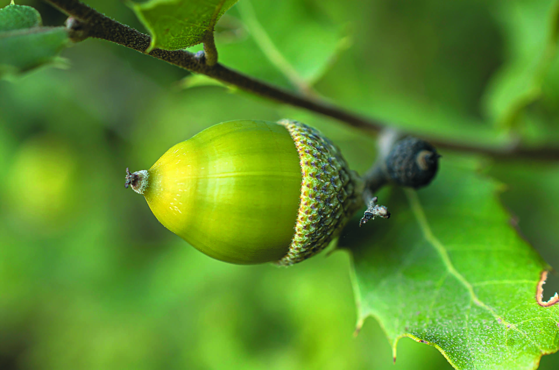An oak tree and acorns, representing Cranleigh's iconic oak by the Leisure Centre now protected by a Tree Protection Order.
