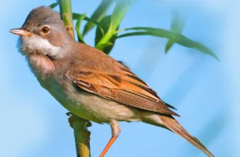 A Common Whitethroat perched on a stem, showing its pale white throat and orange-brown wing panels