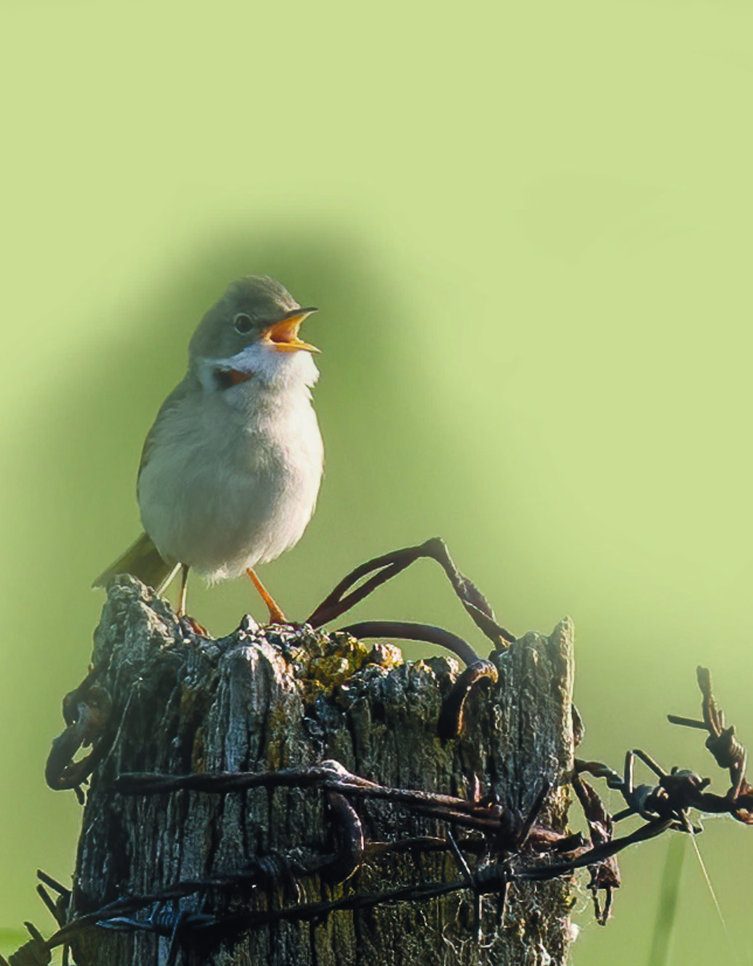 A male Common Whitethroat with grey head, orange-brown panelled wings and a pink-tinged breast