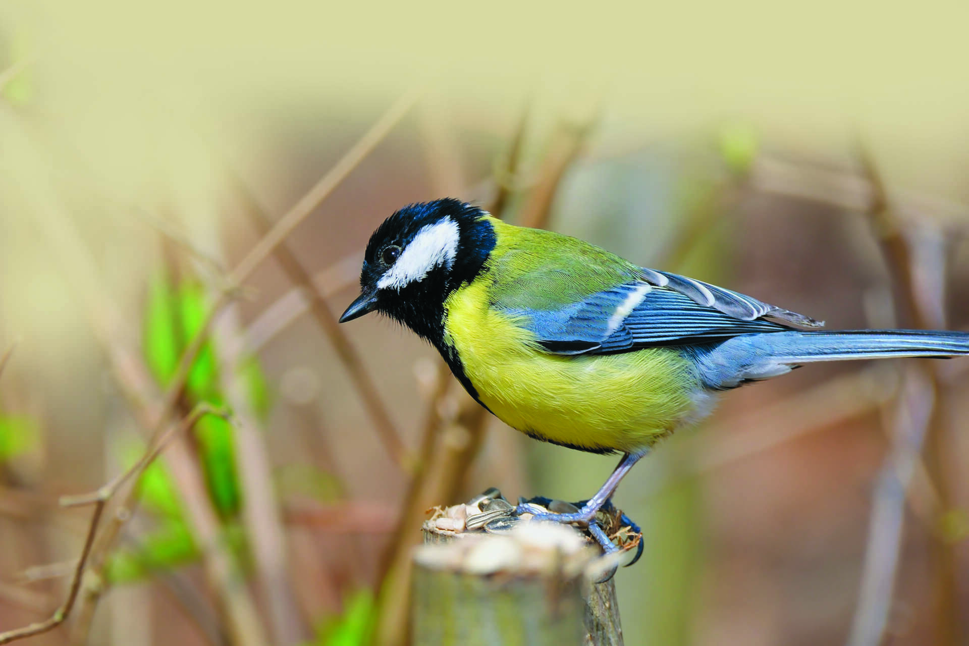 A Great Tit perched on a branch