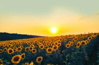 Sunflowers in full bloom reaching up towards a bright summer sky