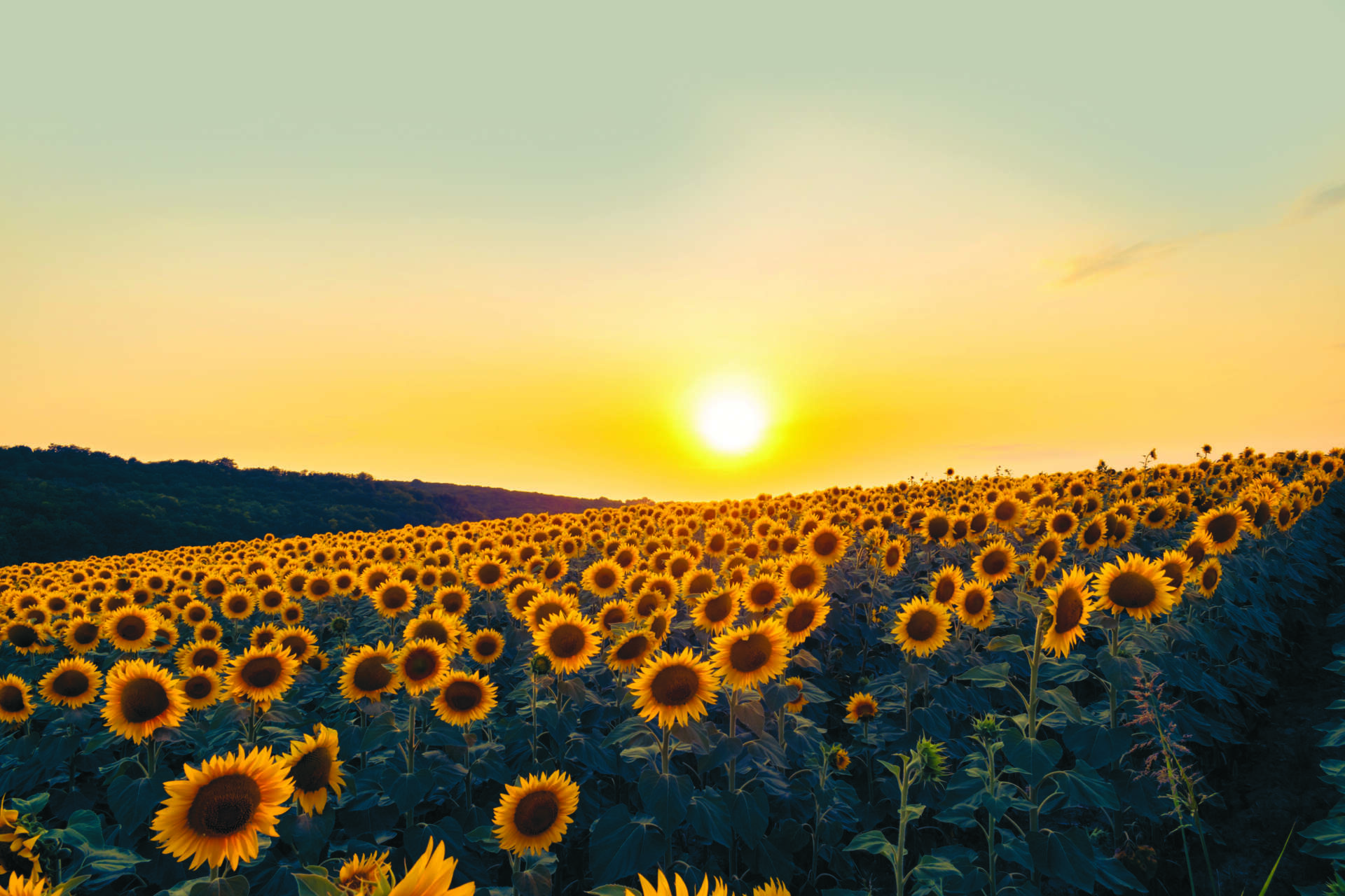 Sunflowers in full bloom reaching up towards a bright summer sky