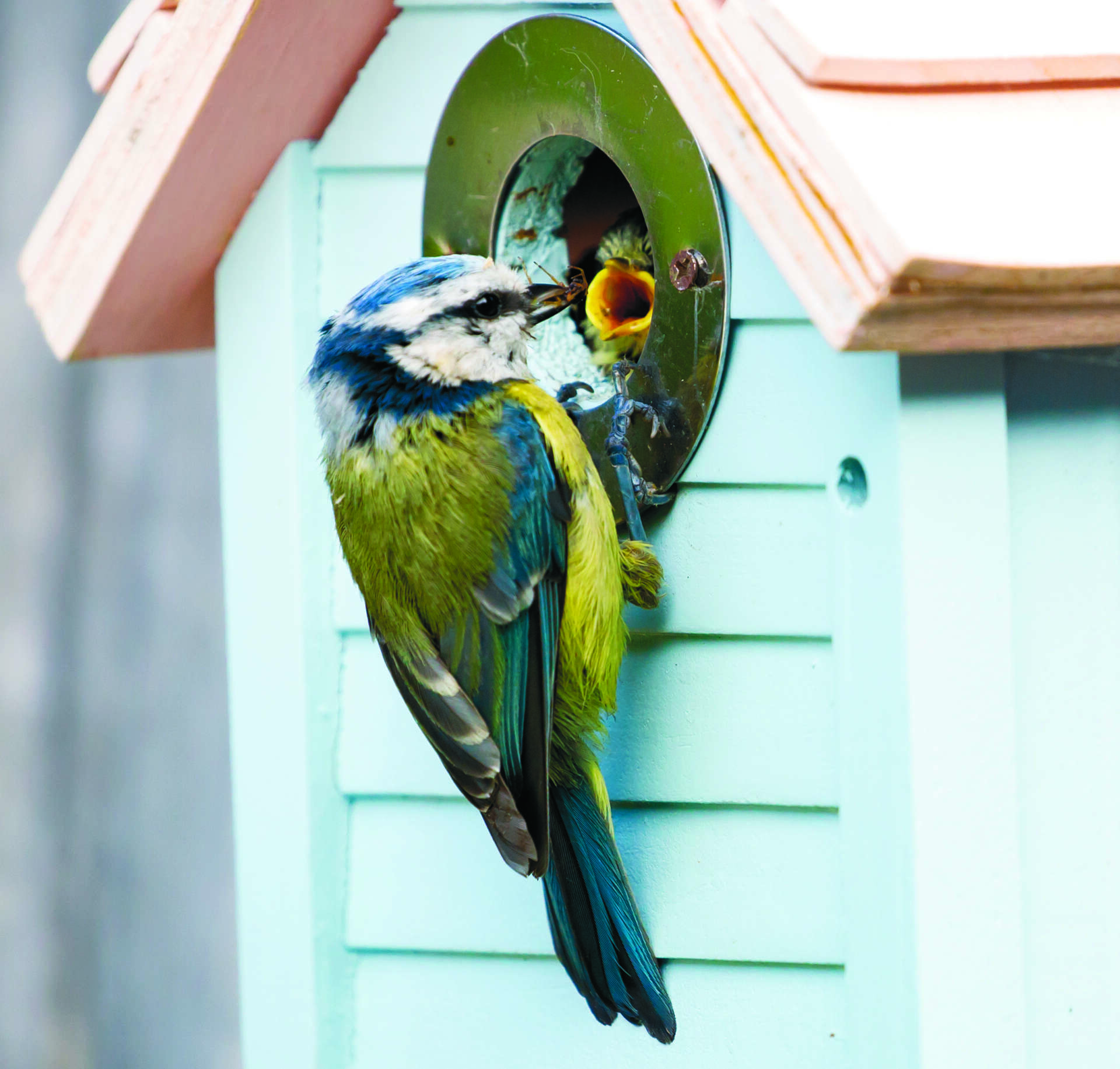 An adult Blue Tit feeding a fledgling at a nest box