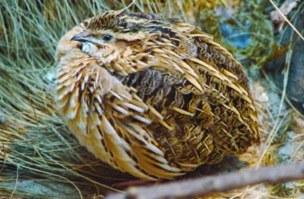 A Common Quail, a small game bird, standing among vegetation