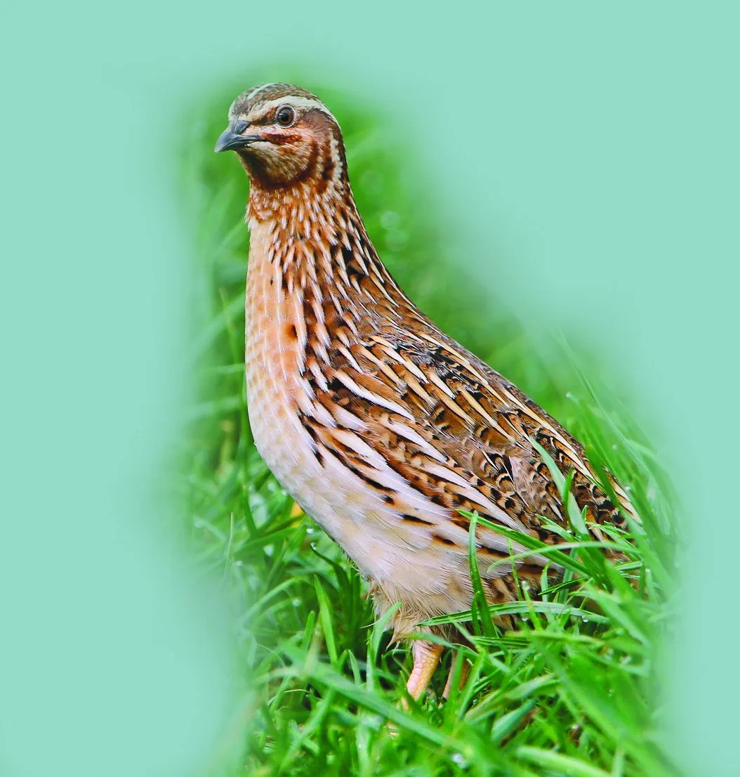 A Common Quail keeping low in long grass