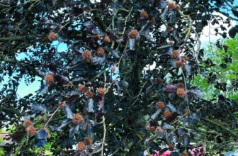 A fruiting beech tree with a heavy crop of mast and purple leaves