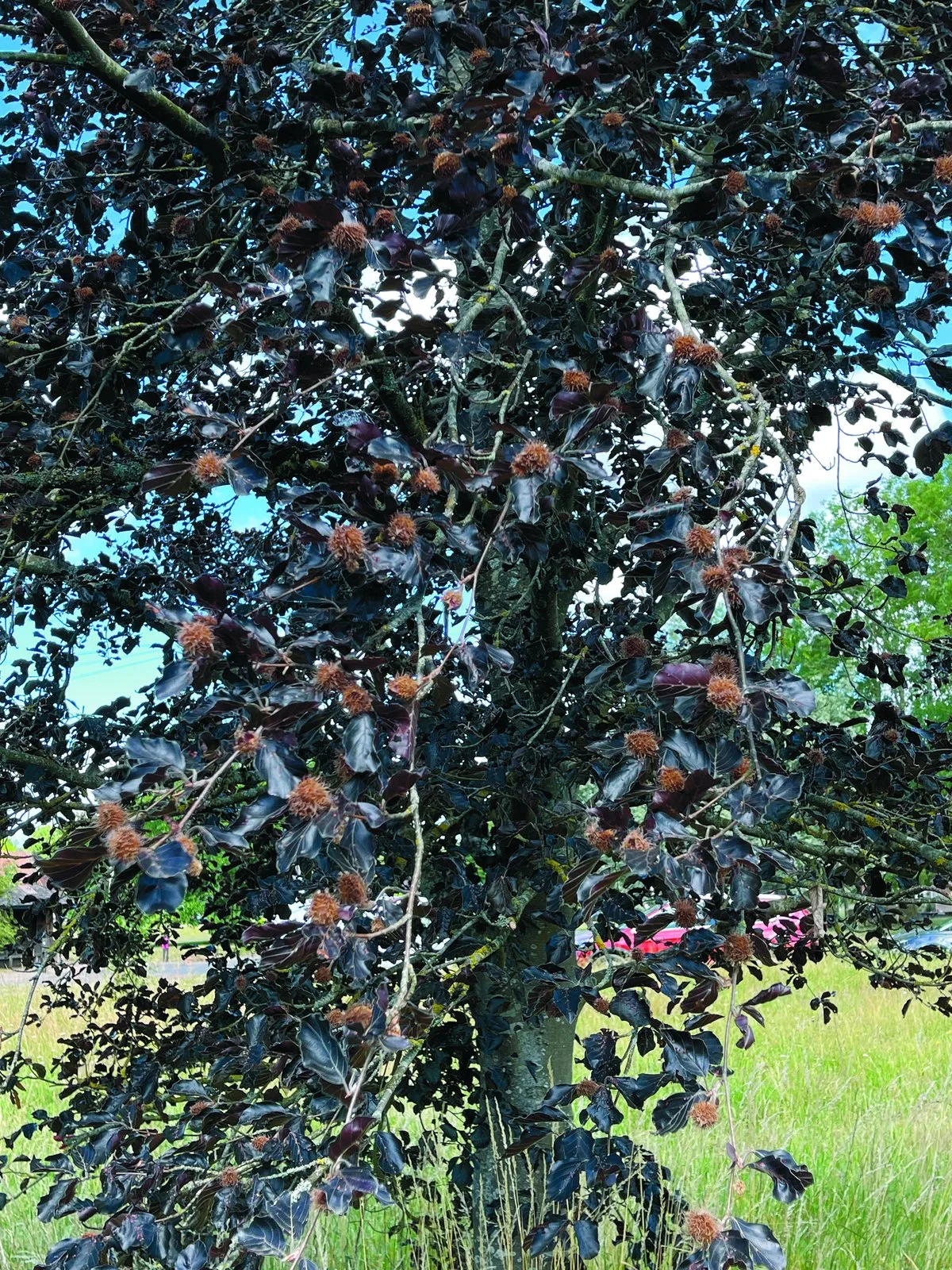 A fruiting beech tree with a heavy crop of mast and purple leaves