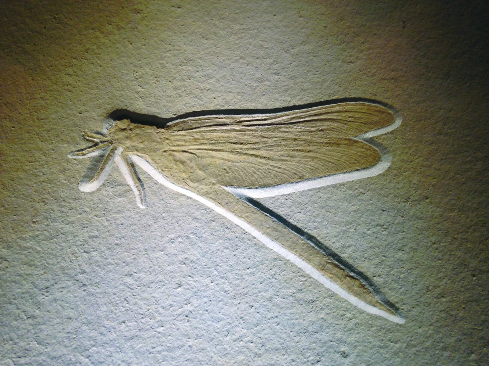 A fossil, a reminder that insects have been on earth for hundreds of millions of years