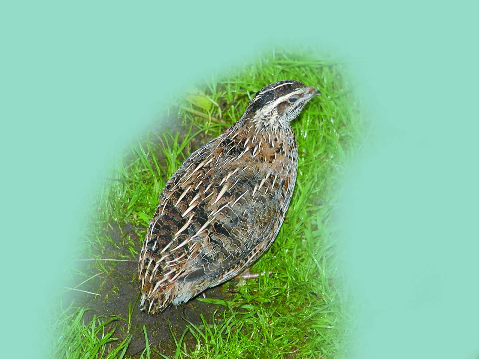 A female Common Quail