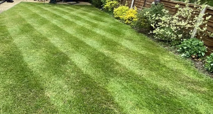 Green Buddy Lawncare and Maintenance Green Buddy Lawncare and Maintenance
