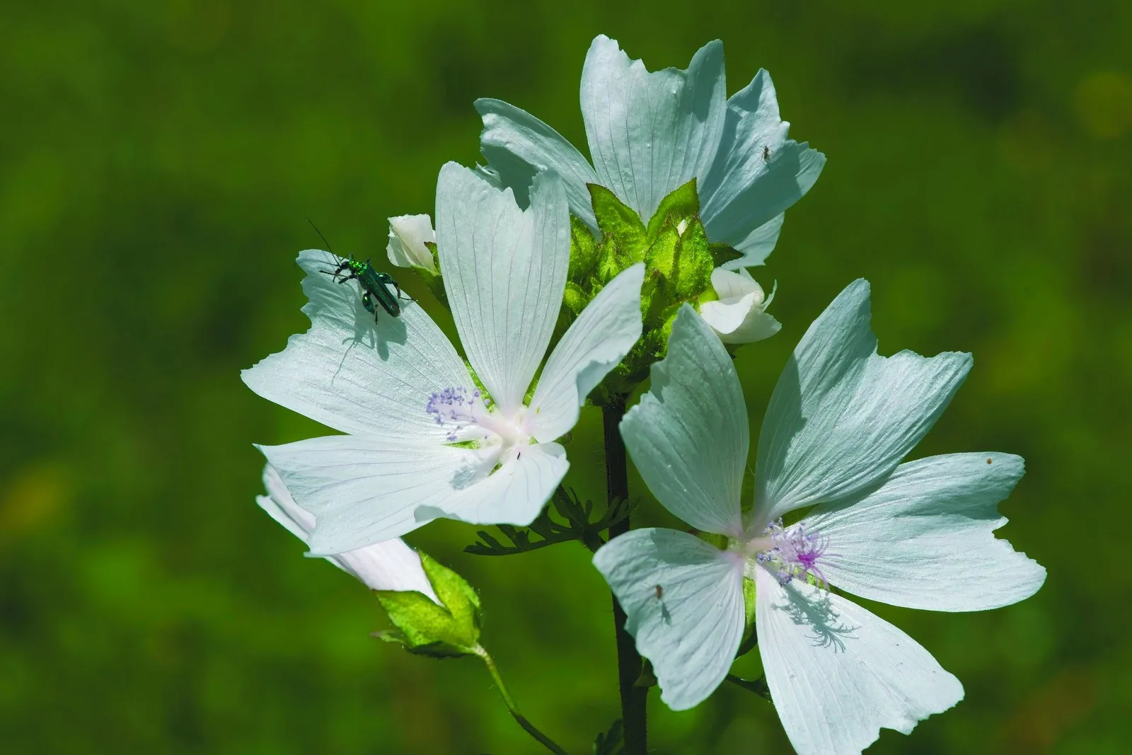 A white mallow flower in Beryl Harvey Field, with a beetle among the petals