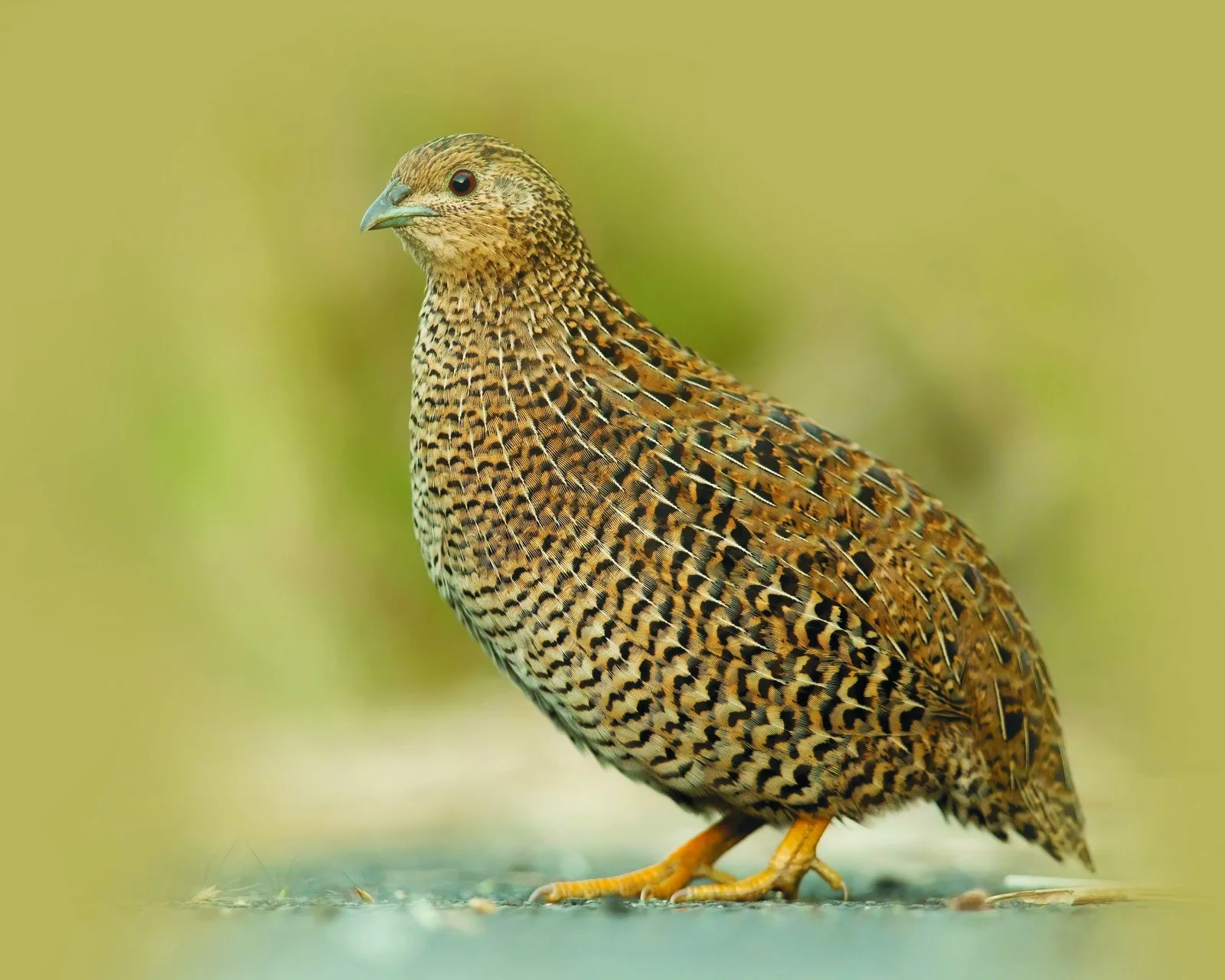 A Quail calling with its bill open