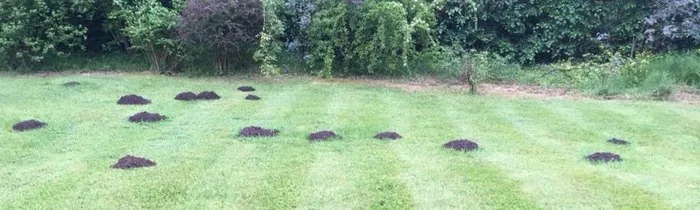Ronin Mole & Pest Control Ronin Mole & Pest Control