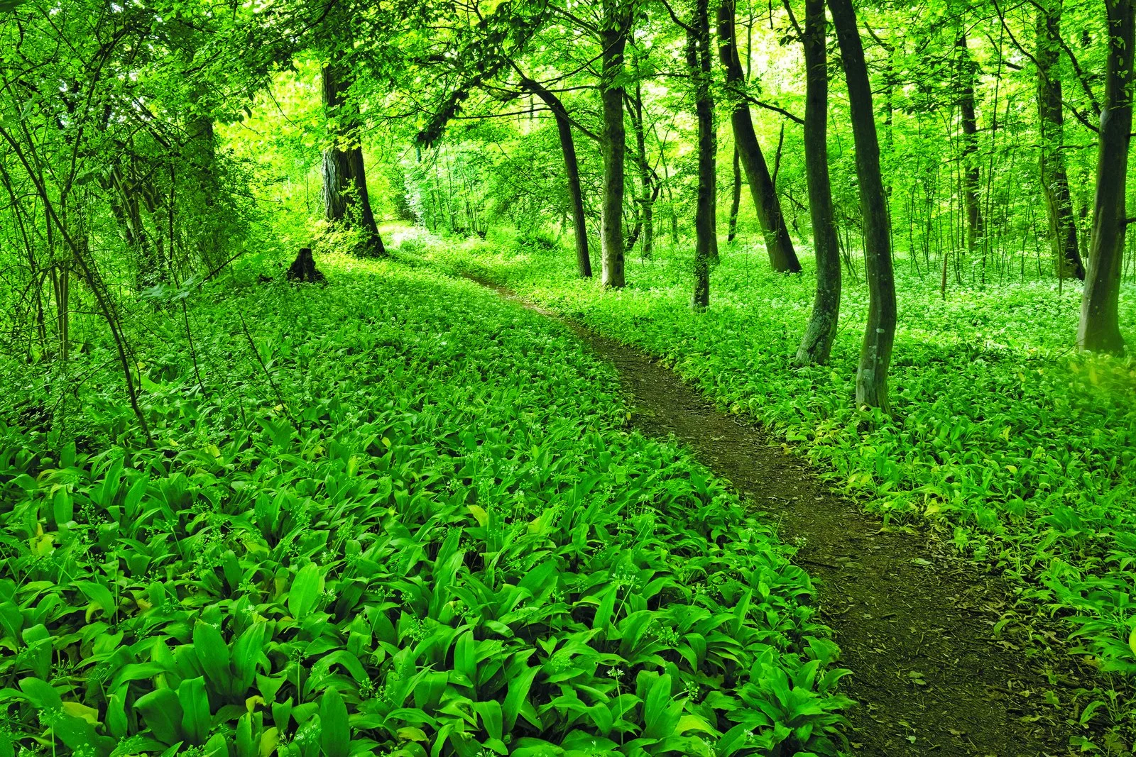 A woodland footpath near Cranleigh
