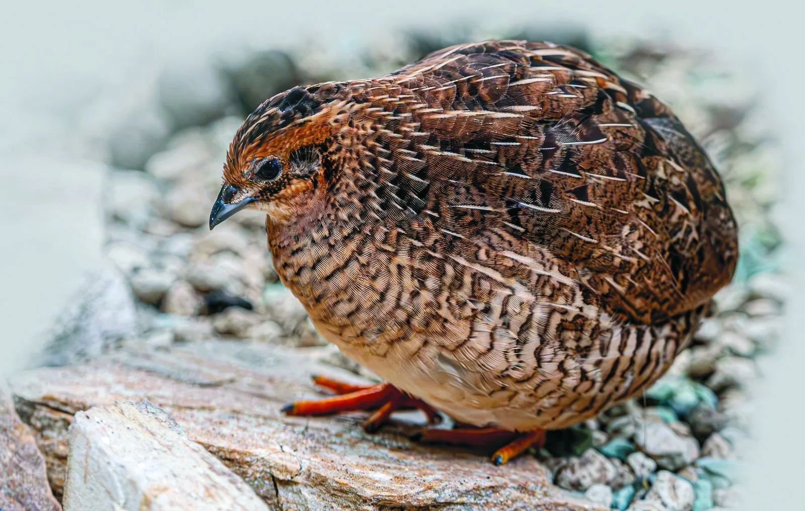 A young Quail