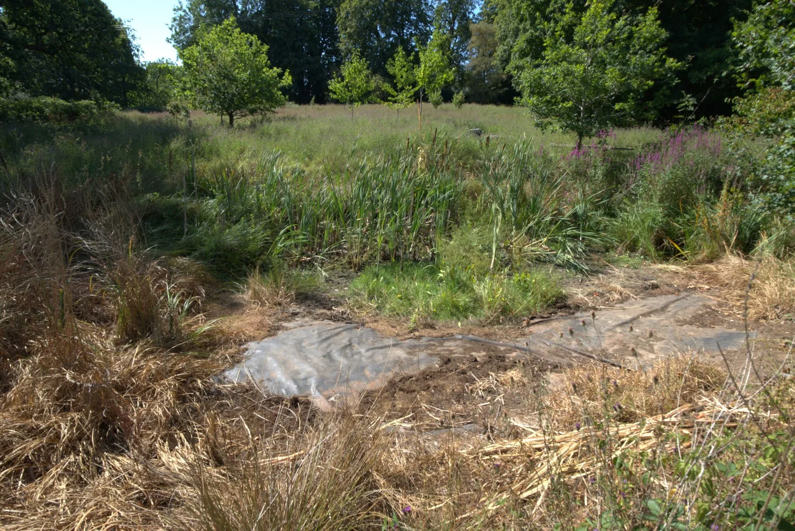 The dried out pond on the Beryl Harvey conservation field