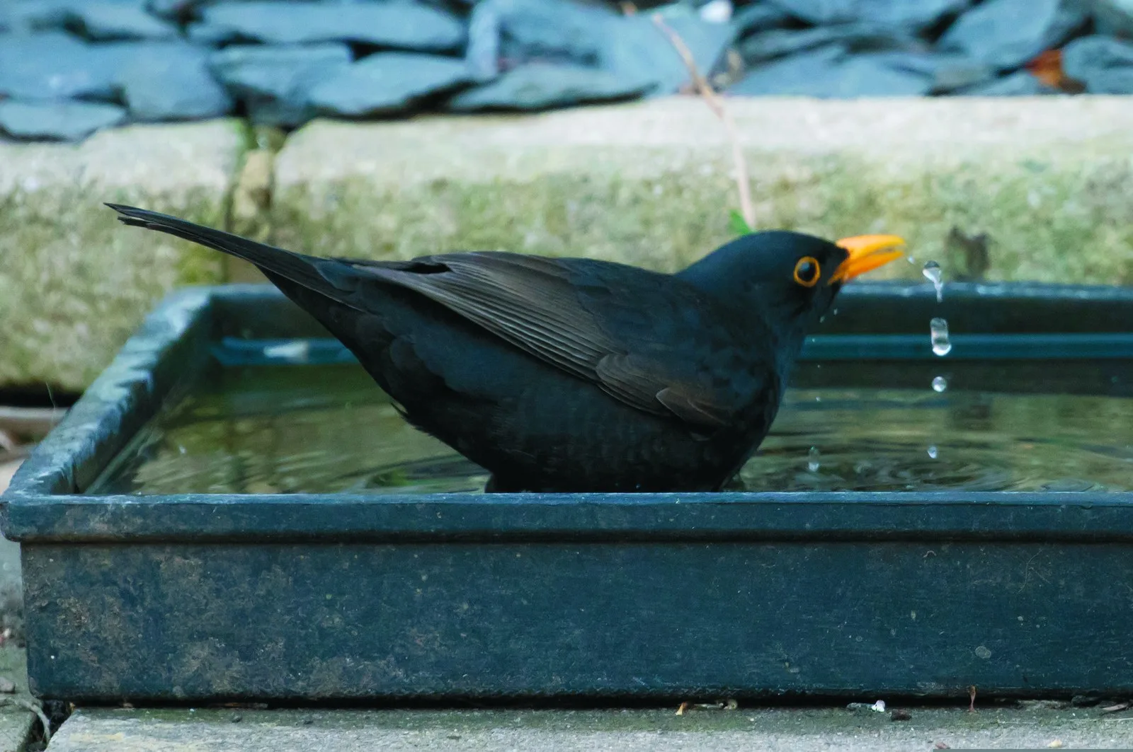 A blackbird bathing in shallow water