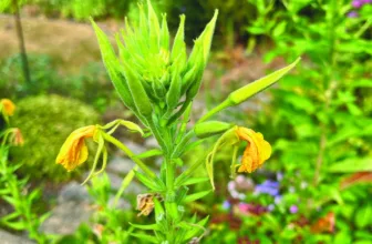 An evening primrose plant with lemon yellow flowers and long pointed buds
