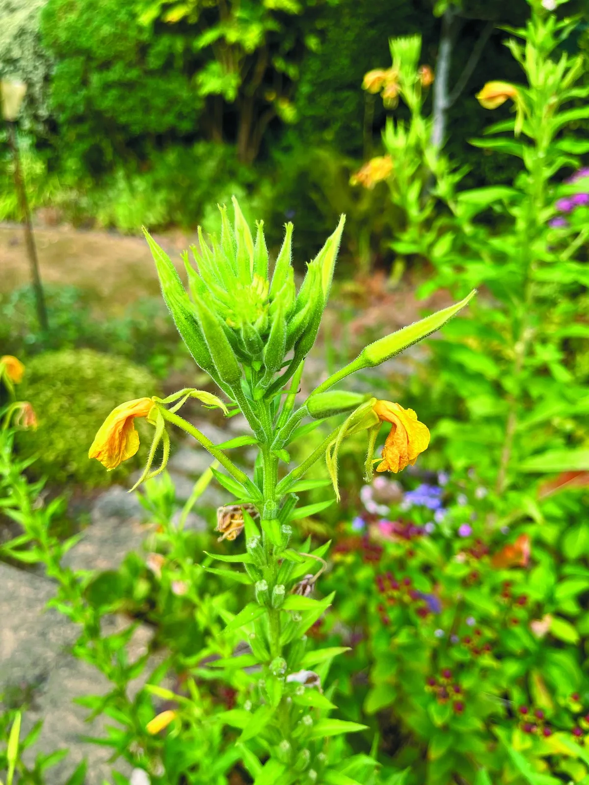 An evening primrose plant with lemon yellow flowers and long pointed buds