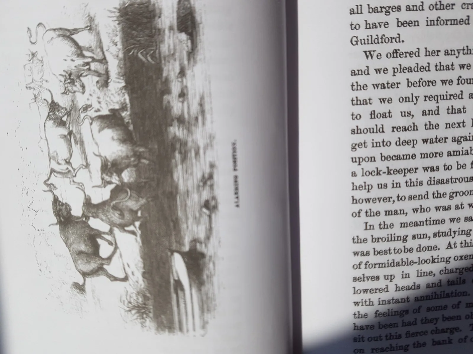 A drawing of frisky oxen charging towards the canal near Bramley in 1868