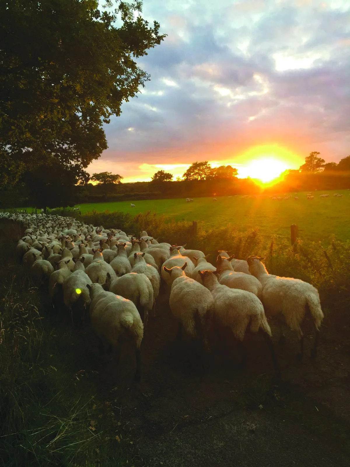 Grass fed sheep at Ivelle Farm