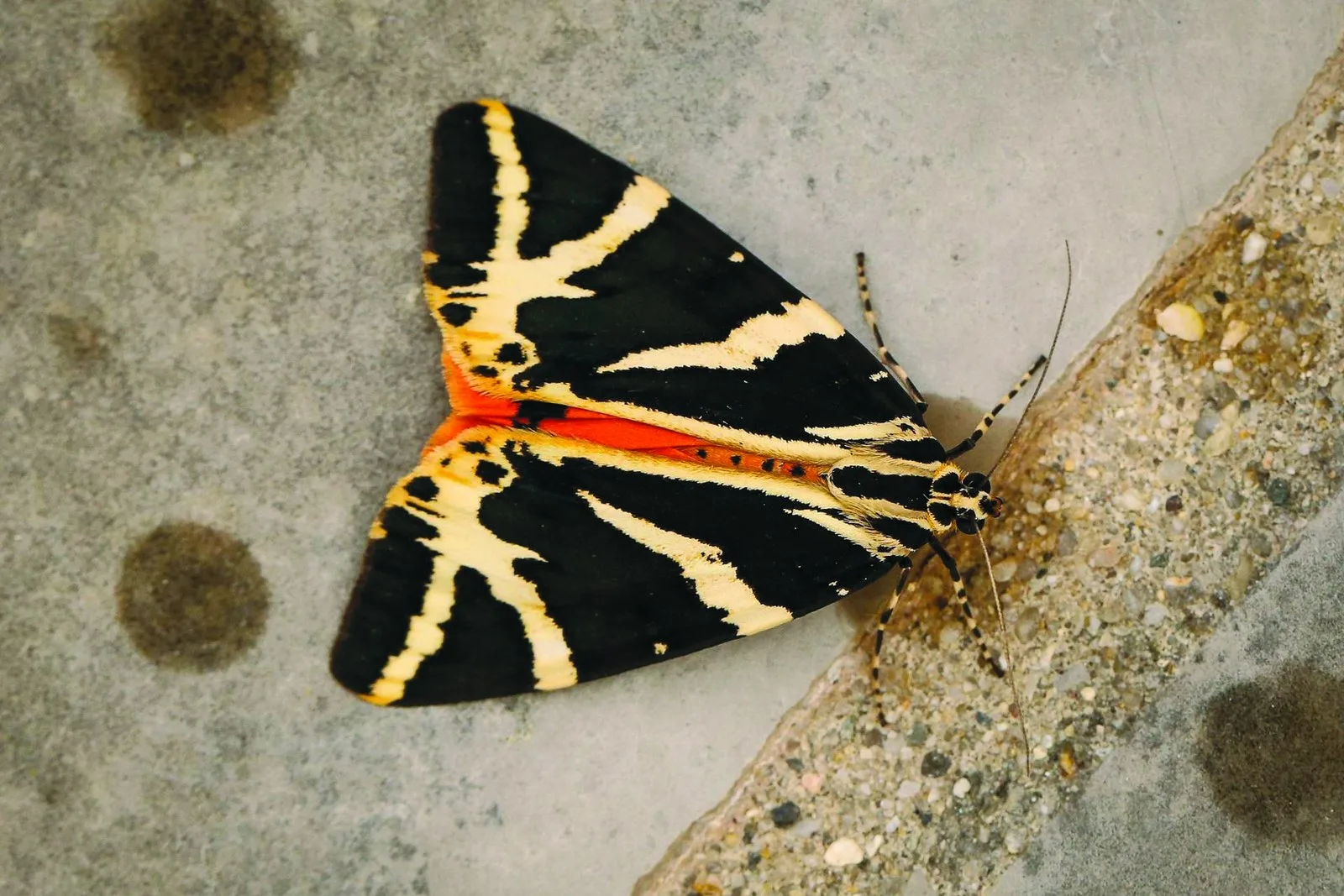 A Jersey Tiger moth