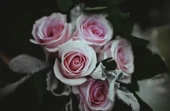 A bouquet of pale pink roses