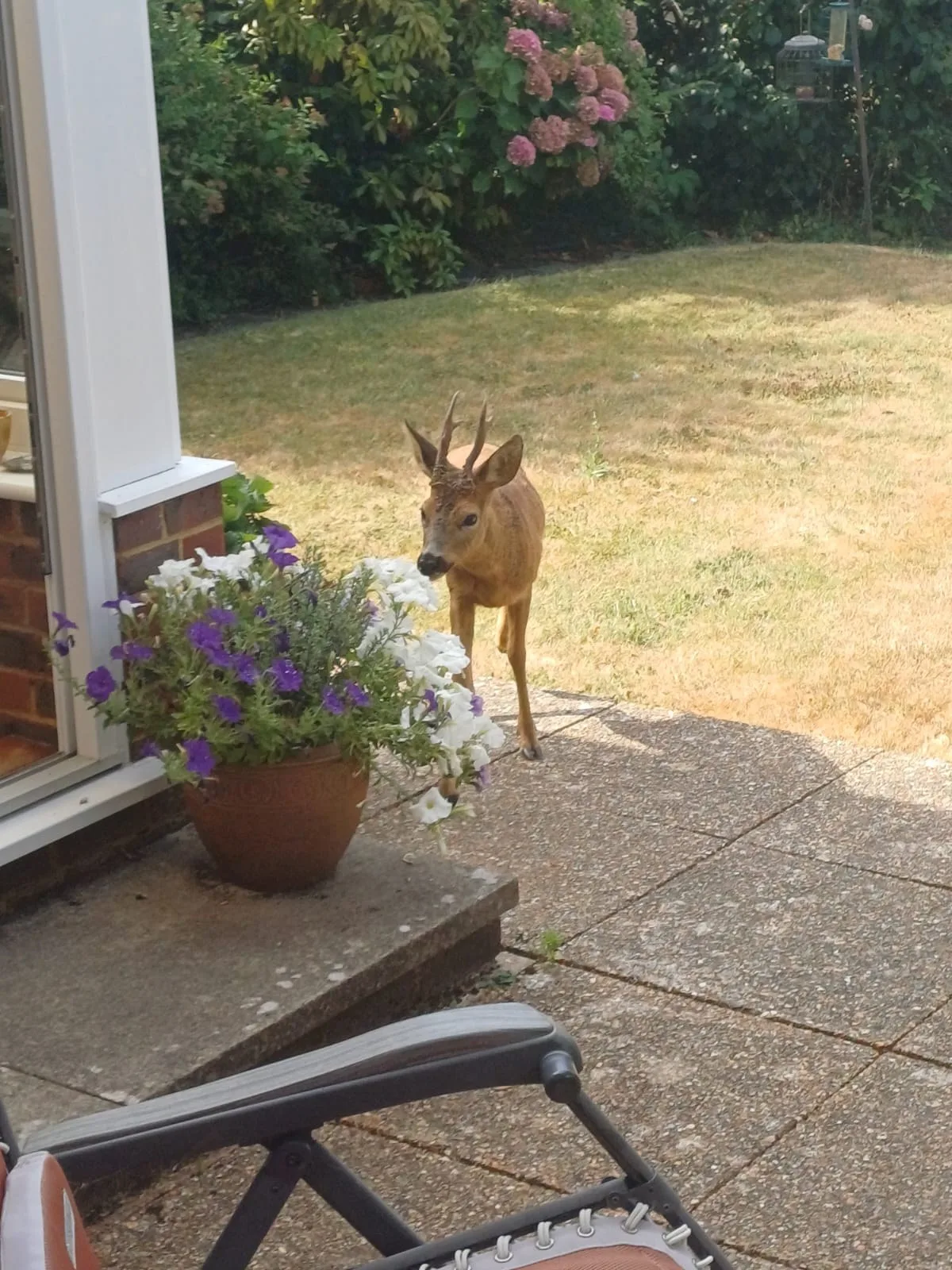 A roe deer standing on a patio in a Cranleigh garden
