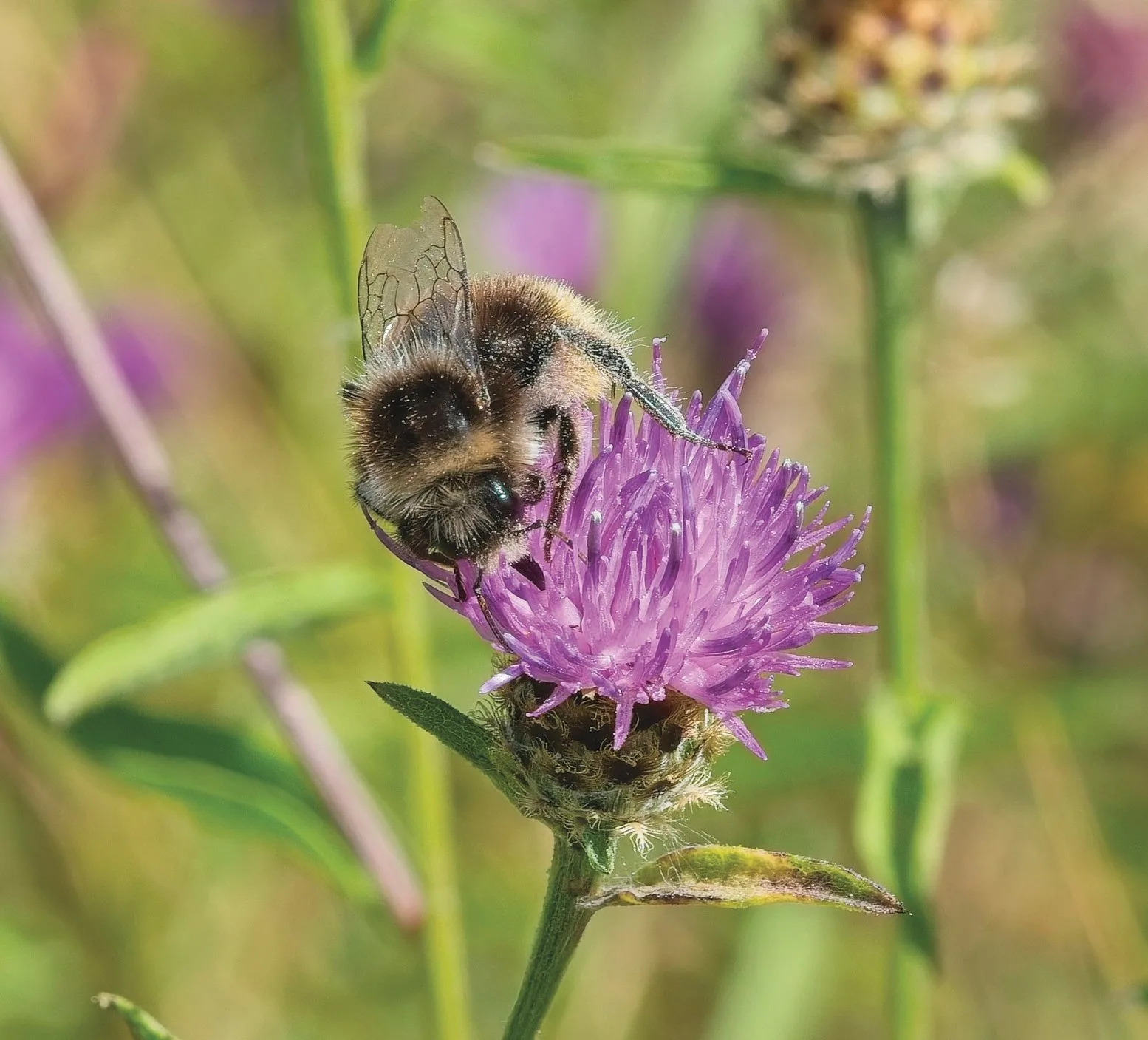 A bee feeding on a purple knapweed flower