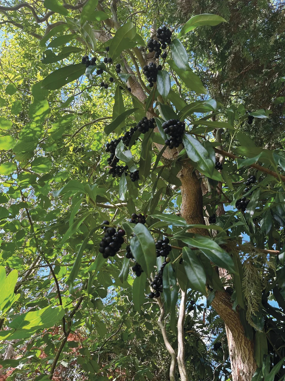 A cherry laurel tree with glossy green leaves and clusters of black berries