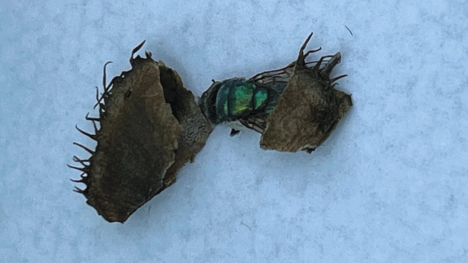 A Venus flytrap trap cut open to show a dead bluebottle inside