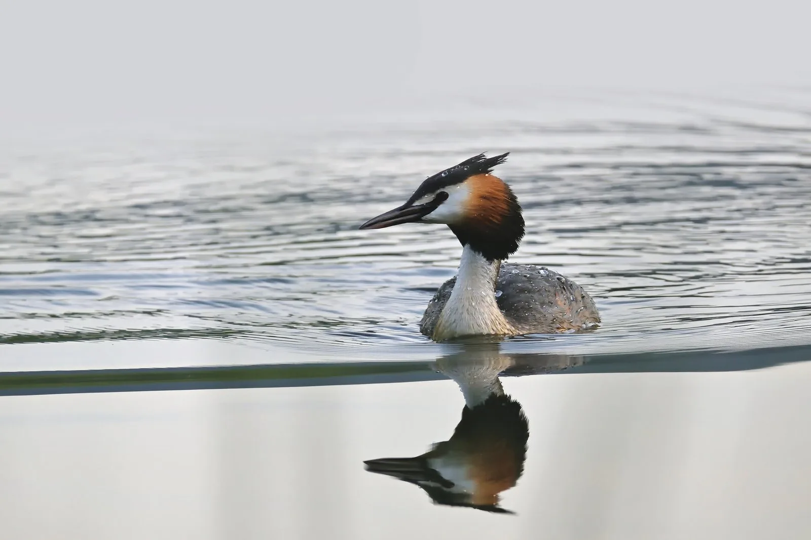 A Great Crested Grebe and its reflection on still water