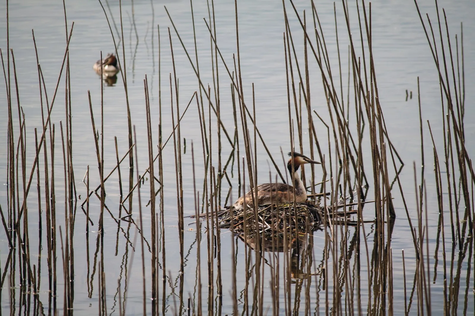 A Great Crested Grebe sitting on a floating nest among reeds
