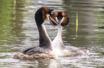 A pair of Great Crested Grebes in breeding plumage facing each other on the water