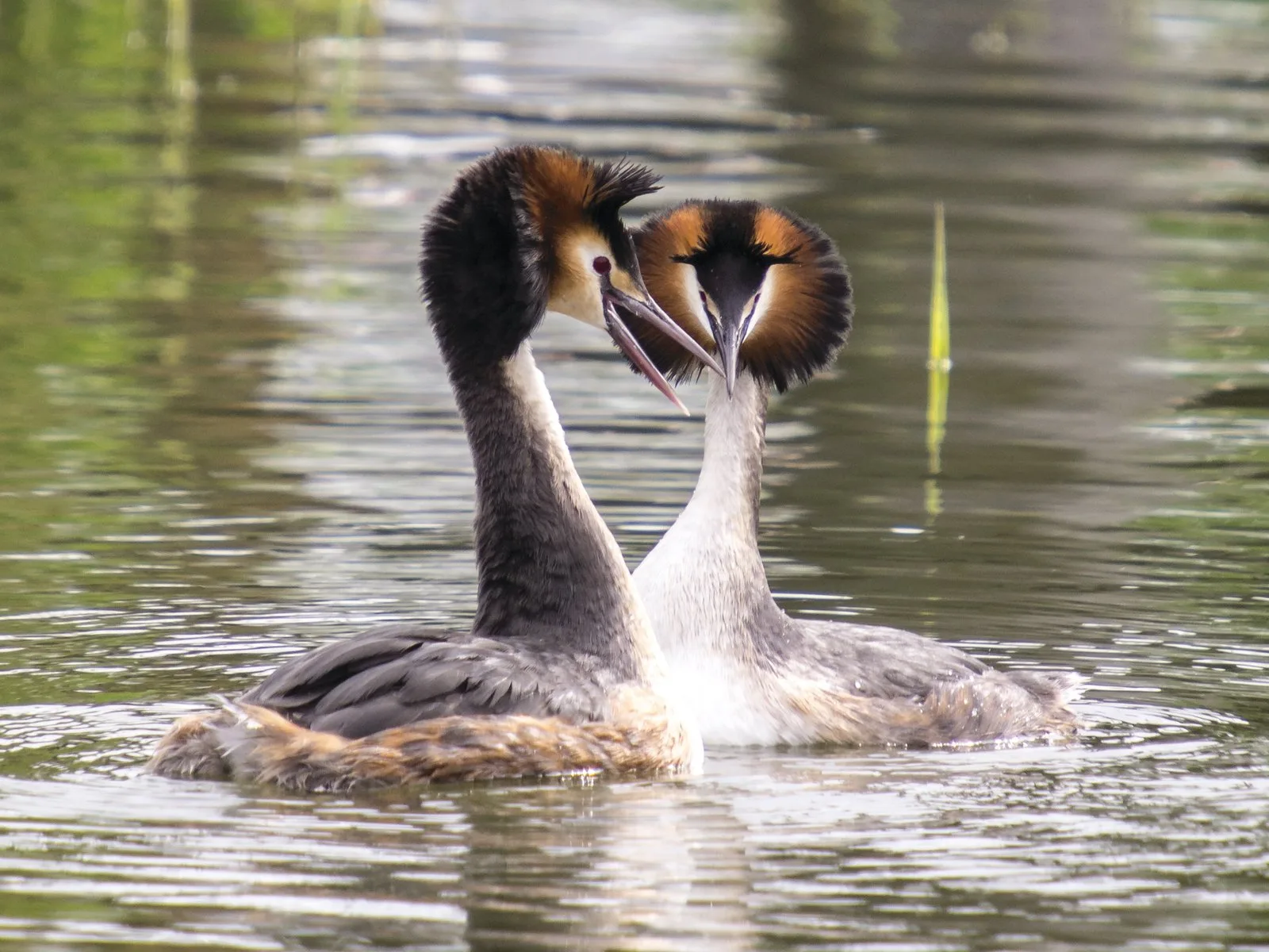 A pair of Great Crested Grebes in breeding plumage facing each other on the water