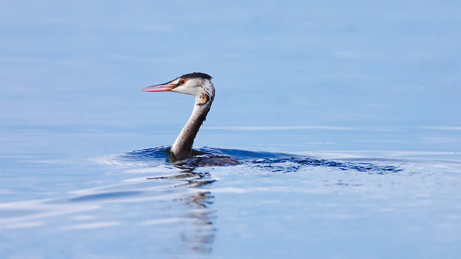 A Great Crested Grebe swimming on calm blue water