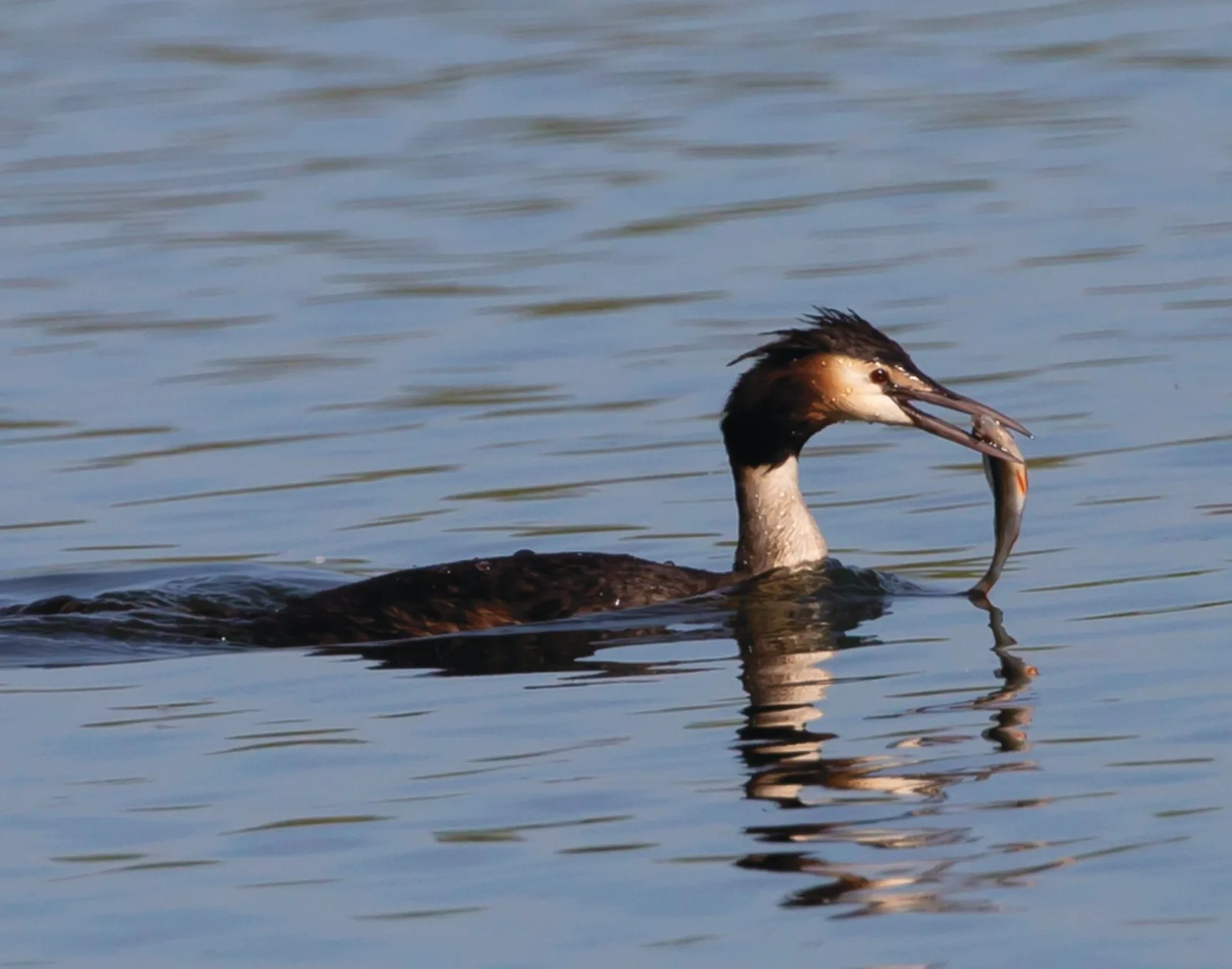 A Great Crested Grebe on the water holding a small fish in its bill