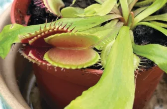 A Venus flytrap in a terracotta pot, its traps open
