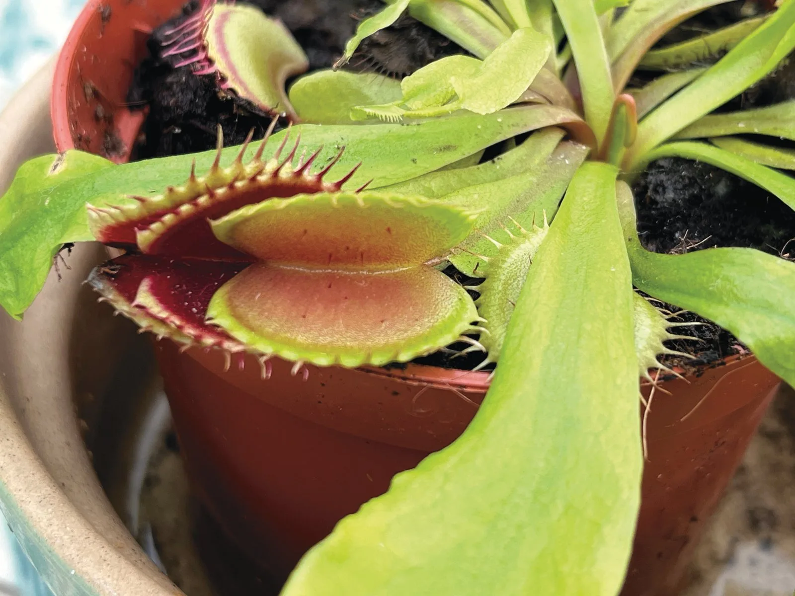 A Venus flytrap in a terracotta pot, its traps open